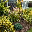 Mulched garden
