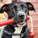 Аксессуары для домашних животных