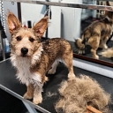 Grooming salon