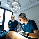 Dr. Специалисты в области ветеринарного образования в действии