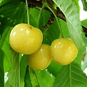 Pure DIS fruit trees