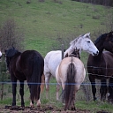 Horses