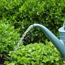 Watering basil