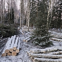 Winter logging - timber preparation in different conditions