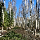 Forest exploitation area after professionally performed works
