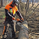 Tree felling works in the forest - high-quality logging in Latgale