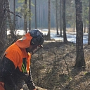 Logging process with a hand chainsaw in a natural environment