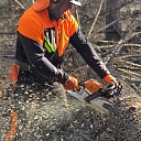 Safe and precise tree cutting by professional workers