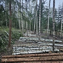 Prepared timber after logging in the forest