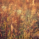 Photographer