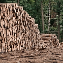Acquisition of felling rights