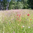 Семена трав для лугов и пастбищ