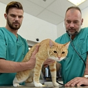 Good veterinary clinic in Riga Dr. Beinerts