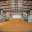 Graudaugu iepirkšana