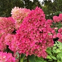 Hortenzijas
