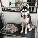 Dog grooming in Sarkandaugava