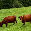 Cow breeding