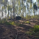 Лесоразработка