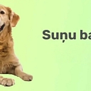 dog food