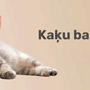 kaķu barība