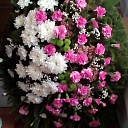 Dahlia, flower shop, funeral wreaths