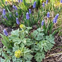 flowerbed