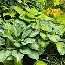 greening