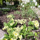 flowerbed