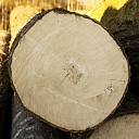Purchase of saw logs