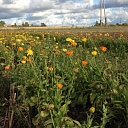 Grass seed online shop