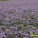 Фацелия