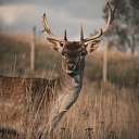 Сигулдский зоопарк