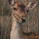 Сигулдский зоопарк