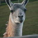 Сигулдский зоопарк