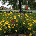 Flower seed mix