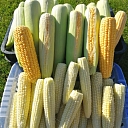 Delicacies from the garden