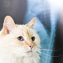 Рентгенологическое исследование