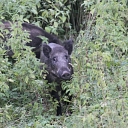 Wild boar hunting
