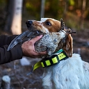 Professionally organized hunting in Latvian forests with experienced hunters