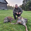 Wolf hunting