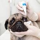 Ophthalmological examination and treatment