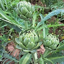 Delicacies from the garden