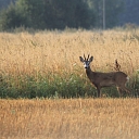 Personalized hunting offer