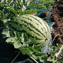 Family gardening "Great"