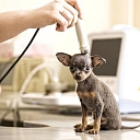 Ultrasonogrāfiskie izmeklējumi