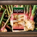 Ginger oil
