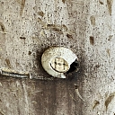 Insektu apkarošana