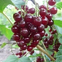 Redcurrant