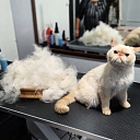 Cat hairdresser in Sarkandaugava