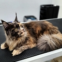 Kaķu frizētava Sarkandaugavā